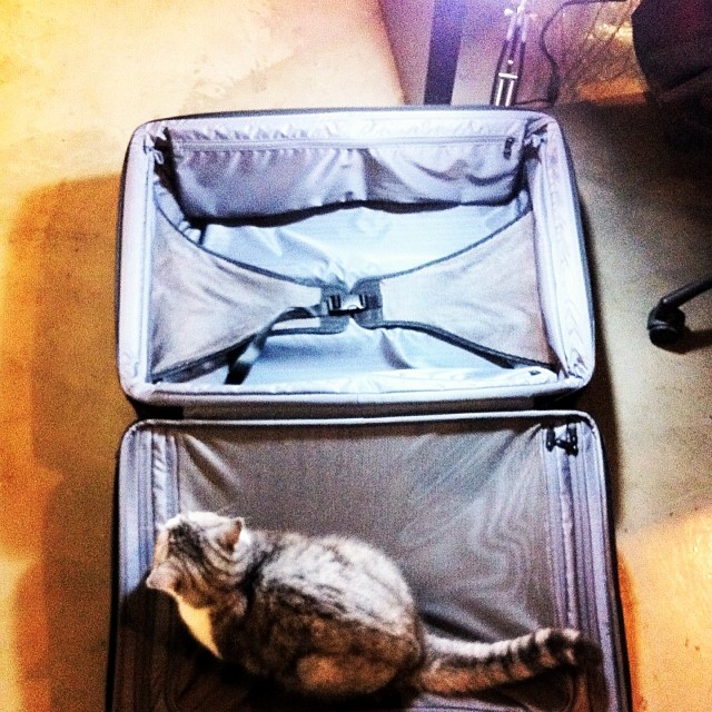 #mandl#cat#finding#home -  mandl