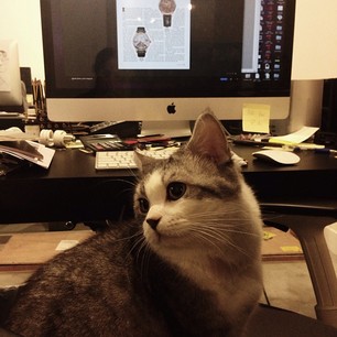 Editor-in-cat #mandl #mandlasia #hongkong #hkig #cat #hk #editor -  mandl